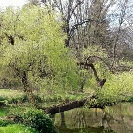 Vácrátóti Arborétum Vácrátót - Külső kép