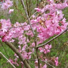 Vácrátóti Arborétum Vácrátót - Külső kép