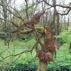 Vácrátóti Arborétum Vácrátót - Külső kép