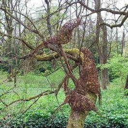 Vácrátóti Arborétum Vácrátót - Külső kép