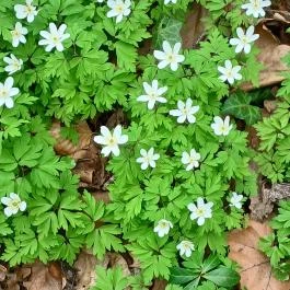 Vácrátóti Arborétum Vácrátót - Külső kép