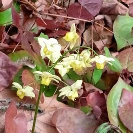 Vácrátóti Arborétum Vácrátót - Külső kép