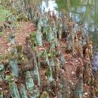 Vácrátóti Arborétum Vácrátót - Külső kép