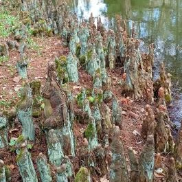 Vácrátóti Arborétum Vácrátót - Külső kép