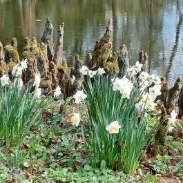 Vácrátóti Arborétum Vácrátót - Külső kép
