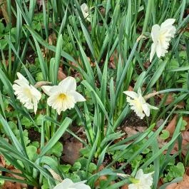 Vácrátóti Arborétum Vácrátót - Külső kép