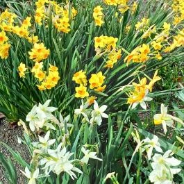 Vácrátóti Arborétum Vácrátót - Külső kép