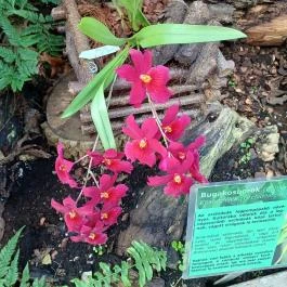 Vácrátóti Arborétum Vácrátót - Belső