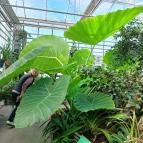 Vácrátóti Arborétum Vácrátót - Belső