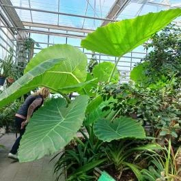 Vácrátóti Arborétum Vácrátót - Belső