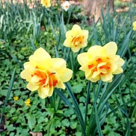 Vácrátóti Arborétum Vácrátót - Külső kép