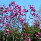 Vácrátóti Arborétum Vácrátót - Külső kép