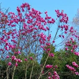 Vácrátóti Arborétum Vácrátót - Külső kép