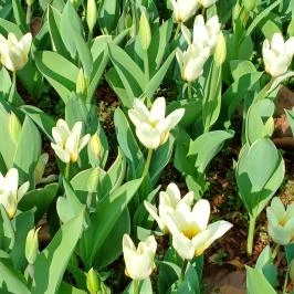 Vácrátóti Arborétum Vácrátót - Külső kép