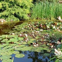 Vadász Csárda, Tápióbicske - Egyéb