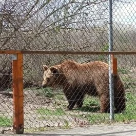 Veresegyházi Medveotthon, Veresegyház - Külső kép
