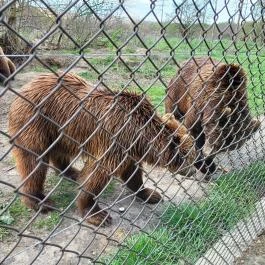 Veresegyházi Medveotthon, Veresegyház - Külső kép