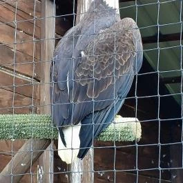 Veresegyházi Medveotthon, Veresegyház - Külső kép