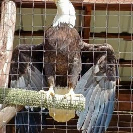 Veresegyházi Medveotthon, Veresegyház - Belső