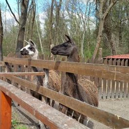 Veresegyházi Medveotthon, Veresegyház - Külső kép