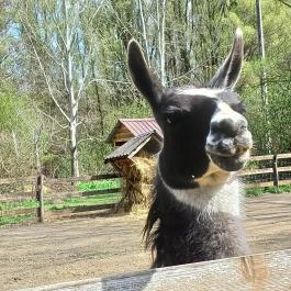 Veresegyházi Medveotthon, Veresegyház - Külső kép