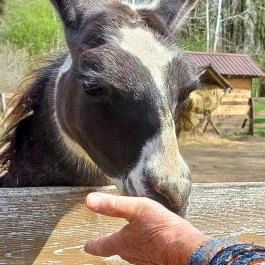 Veresegyházi Medveotthon, Veresegyház - Külső kép