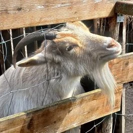 Veresegyházi Medveotthon, Veresegyház - Külső kép