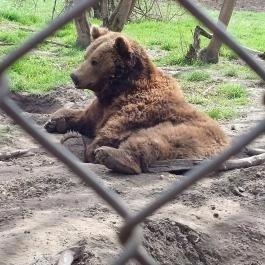 Veresegyházi Medveotthon, Veresegyház - Külső kép