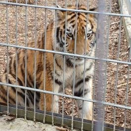 Veresegyházi Medveotthon, Veresegyház - Külső kép