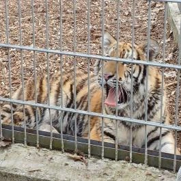 Veresegyházi Medveotthon, Veresegyház - Belső