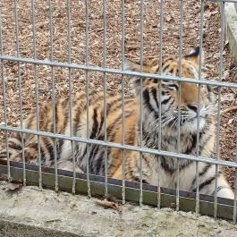 Veresegyházi Medveotthon, Veresegyház - Külső kép