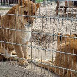 Veresegyházi Medveotthon, Veresegyház - 