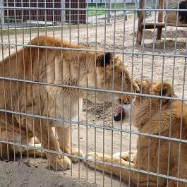 Veresegyházi Medveotthon, Veresegyház - Külső kép