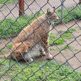 Veresegyházi Medveotthon, Veresegyház - Külső kép