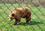 Veresegyházi Medveotthon Veresegyház