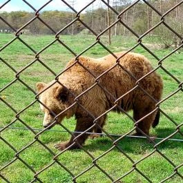 Veresegyházi Medveotthon, Veresegyház - Külső kép
