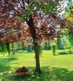 Zöld Oliva Apartman