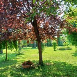 Zöld Oliva Apartman, Bárdudvarnok - Egyéb