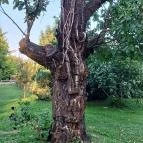 Zöld Oliva Apartman Bárdudvarnok - Egyéb