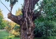 Zöld Oliva Apartman Bárdudvarnok