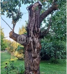 Zöld Oliva Apartman