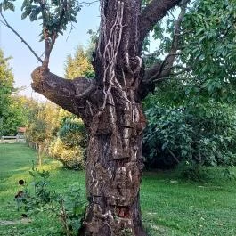 Zöld Oliva Apartman, Bárdudvarnok - Egyéb