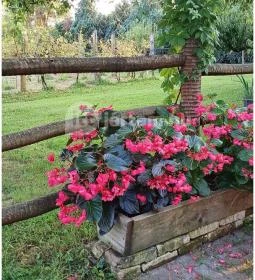 Zöld Oliva Apartman