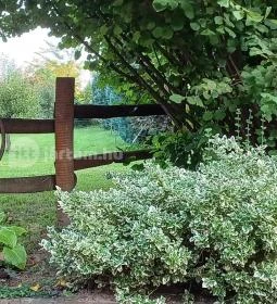 Zöld Oliva Apartman