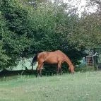 Zöld Oliva Apartman Bárdudvarnok - Egyéb