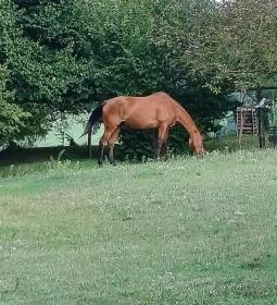 Zöld Oliva Apartman