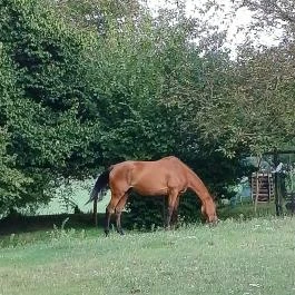 Zöld Oliva Apartman, Bárdudvarnok - Egyéb