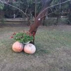 Lópofa Csárda Kiskunmajsa - Külső kép