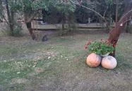 Lópofa Csárda Kiskunmajsa