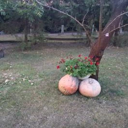 Lópofa Csárda Kiskunmajsa - Külső kép